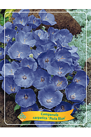 Campanula carpatica Perla Blue Ø11