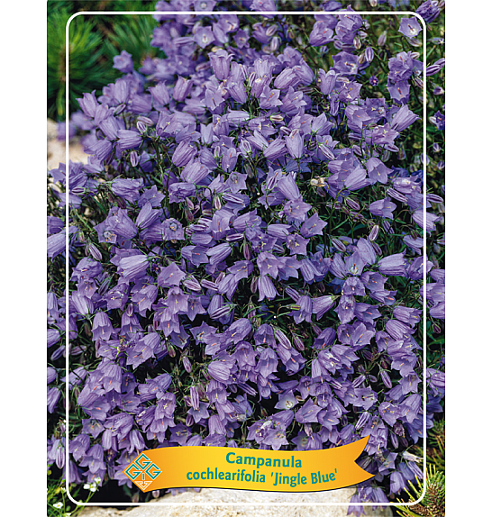 Campanula cochlearifolia Jingle Blue Ø11