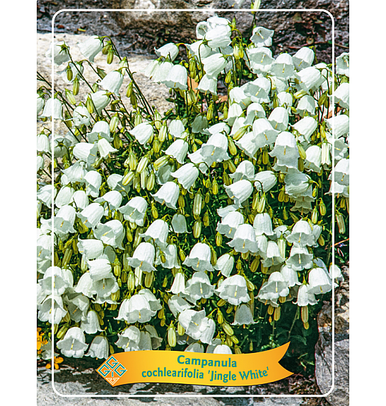 Campanula cochlearifolia Jingle White Ø11