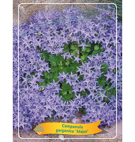 Campanula garganica Major Ø11