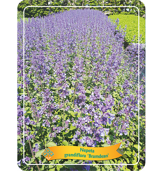Nepeta grandiflora Bramdean Ø11