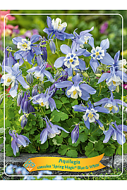 Aquilegia caerulea Spring magic® Blue & White Ø11