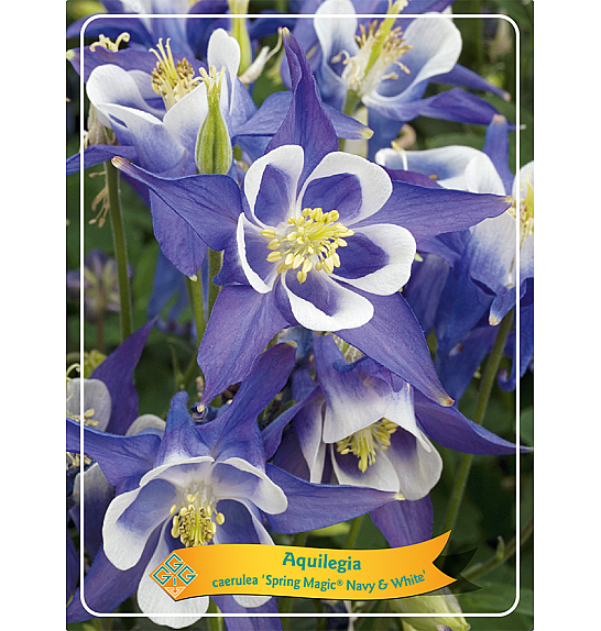 Aquilegia caerulea Spring magic® Navy & White Ø11