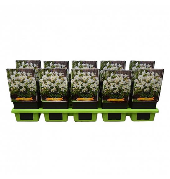 Aquilegia caerulea Spring Magic® White Ø11