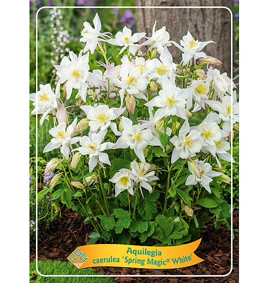 Aquilegia caerulea Spring Magic® White Ø11