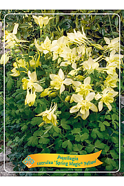 Aquilegia caerulea Spring Magic® Yellow Ø11