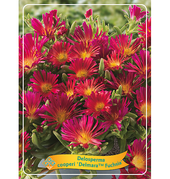 Delosperma cooperi Delmara Fuchsia Ø11