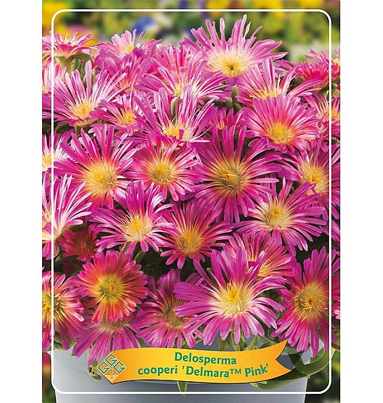 TRAJNICE GRIF Delosperma cooperi Delmara Pink