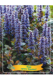 Ajuga reptans Braunherz Ø11