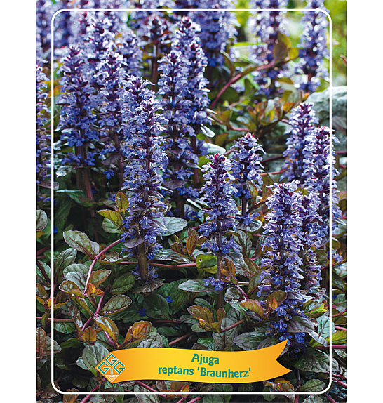 Ajuga reptans Braunherz Ø11