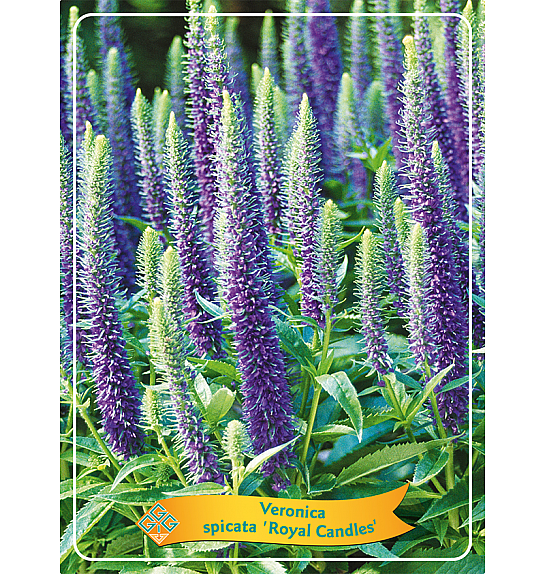Veronica spicata Royal Candles Ø11