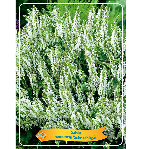 Salvia nemorosa Schneehügel Ø11