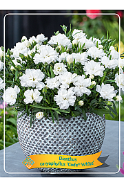Dianthus caryophyllus Code White Ø11