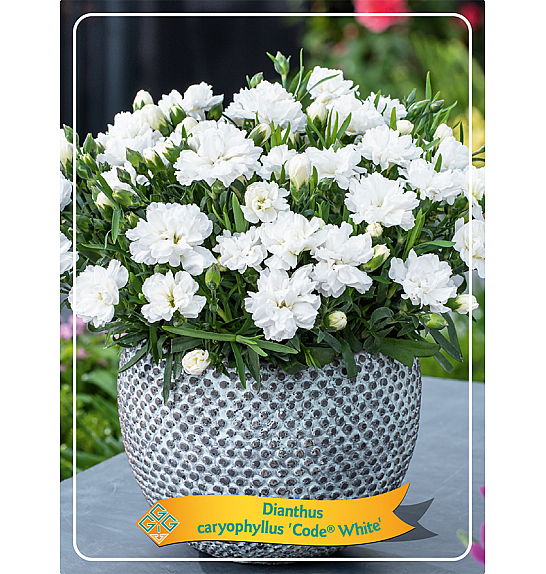 Dianthus caryophyllus Code White Ø11