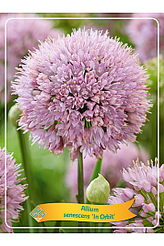 Allium senescens In Orbit Ø11