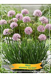Allium senescens Lisa Green Ø11