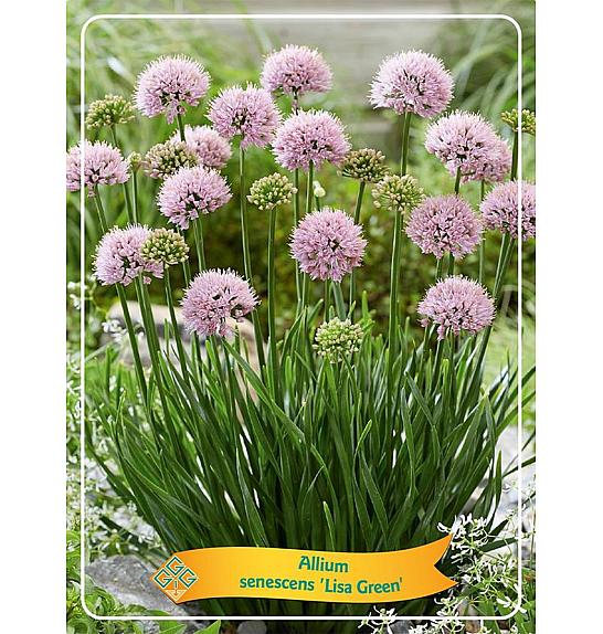 TRAJNICE GRIF Allium senescens Lisa Green