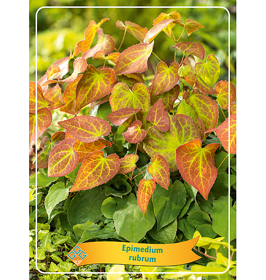 Epimedium rubrum Ø11