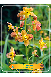 Epimedium warleyense Ø11