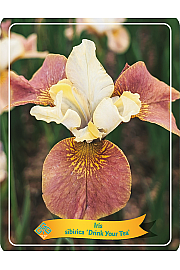 Iris sibirica Drink Your Tea Ø11