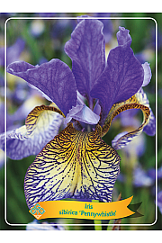 Iris sibirica Pennywhistle Ø11