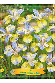 Iris sibirica Tipped in Blue Ø11