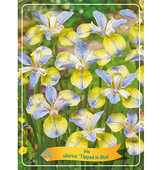 Iris sibirica Tipped in Blue Ø11