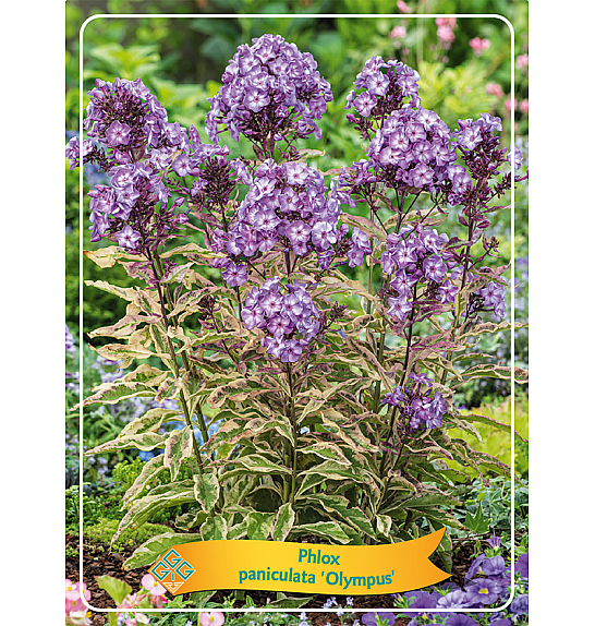 Phlox paniculata Olympus Ø11