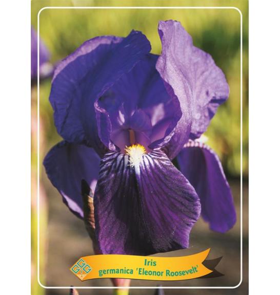 Iris germanica Eleonor Roosevelt Ø11
