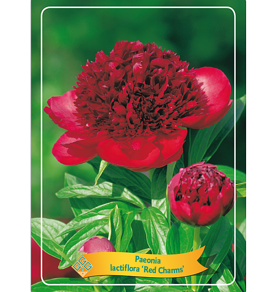 Paeonia lactiflora Red Sarah Bernhardt Ø11
