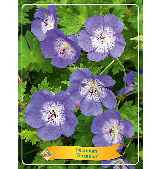 Geranium hybride 'Rozanne' Ø11