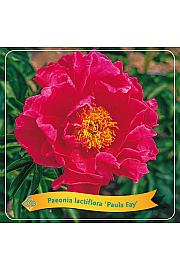 Paeonia lactiflora Paula Fay C5 Lit.