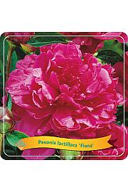 Paeonia lactiflora Fiona C5 Lit.