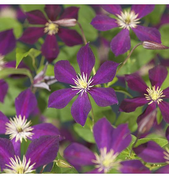 Clematis Mikelite C1 Lit. 20-30 cm