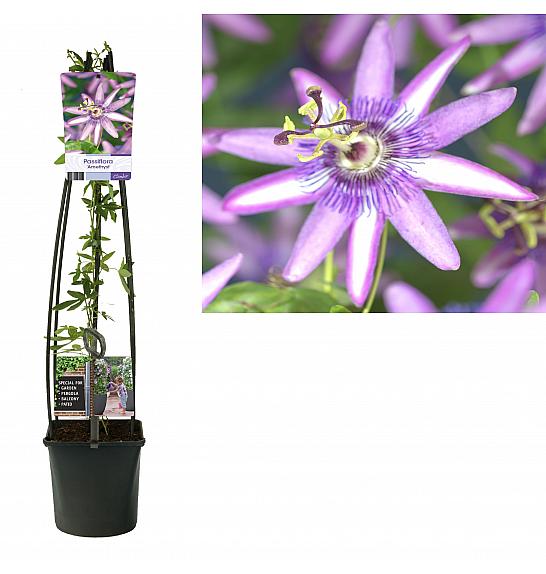 Passiflora Amethyst C1 Lit. 20-30 cm