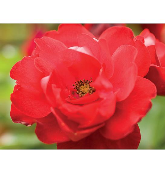 Rosa Lolypop Queen C1 Lit. 20-30 cm