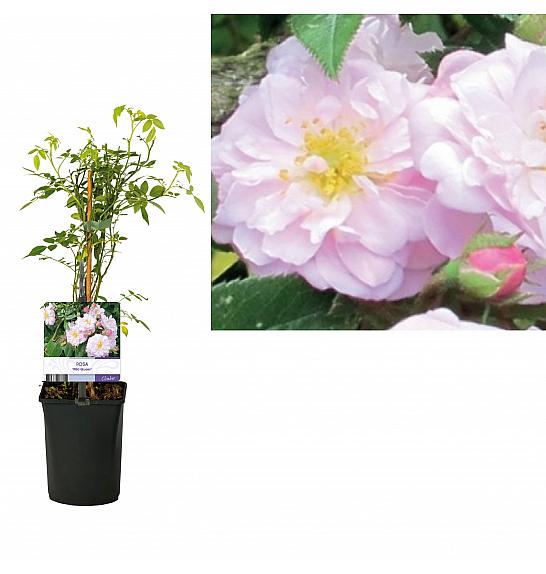 Rosa Wild Queen C1 Lit. 20-30 cm