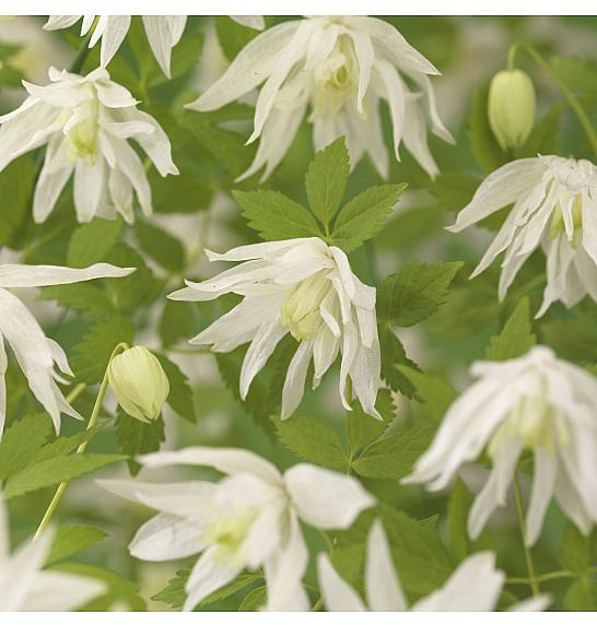 Clematis alpina Albina Plena C1 Lit. 20-30 cm