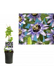 Passiflora Damsel's Delight C1,5 Lit. 30-40 cm