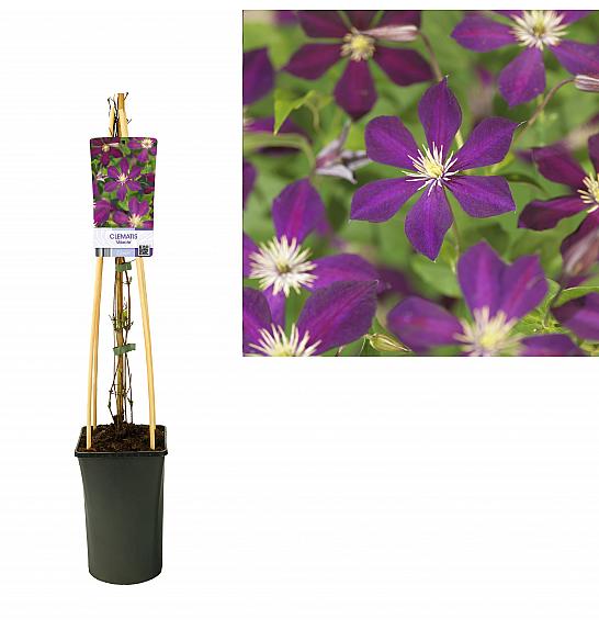 Clematis Mikelite C2,5 Lit. 40-60 cm