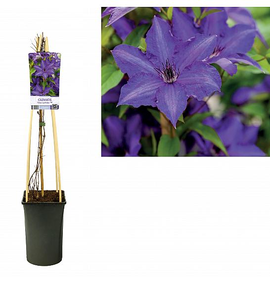 Clematis Viva La Vida’ PBR C2,5 Lit. 40-60 cm