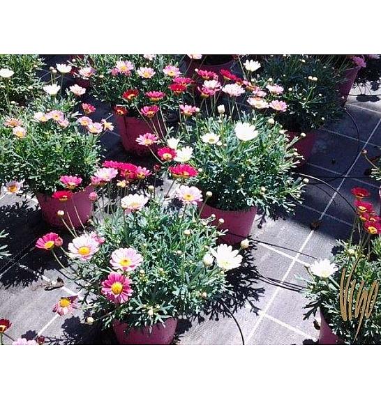 Chrysanthemum frutescens Ø14 trio