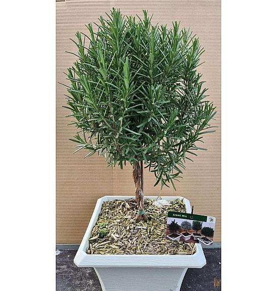 Rosmarinus officinalis Ø23x23 Na Steblu 20 cm bonsai