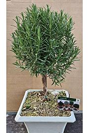 Rosmarinus officinalis Ø23x23 Na Steblu 20 cm bonsai