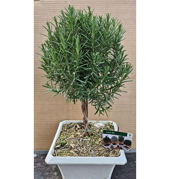 Rosmarinus officinalis Ø23x23 Na Steblu 20 cm bonsai