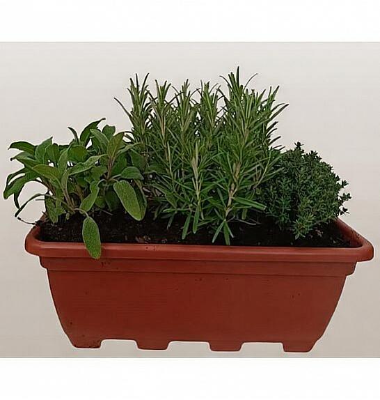 Dišavnice mix 40 cm plastično korito