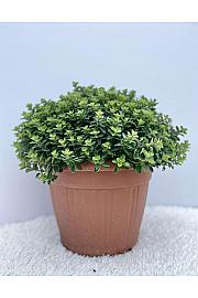 Origanum vulgare Ø30