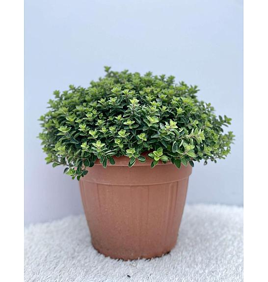 Origanum vulgare Ø30