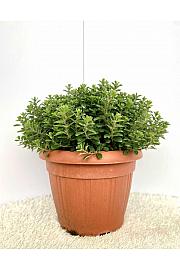 Origanum majorana Ø30