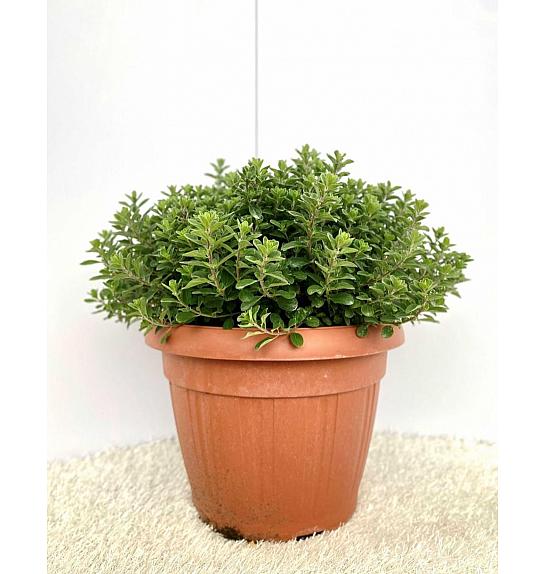 Origanum majorana Ø30